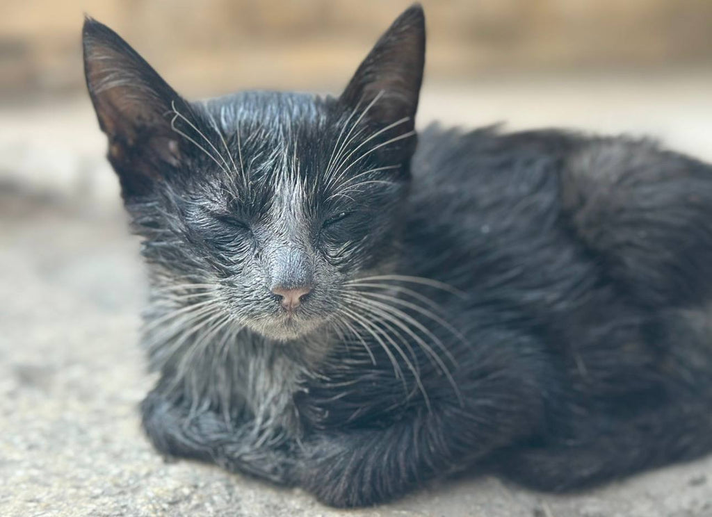 Supporting the Recovery of Sick Stray Cats