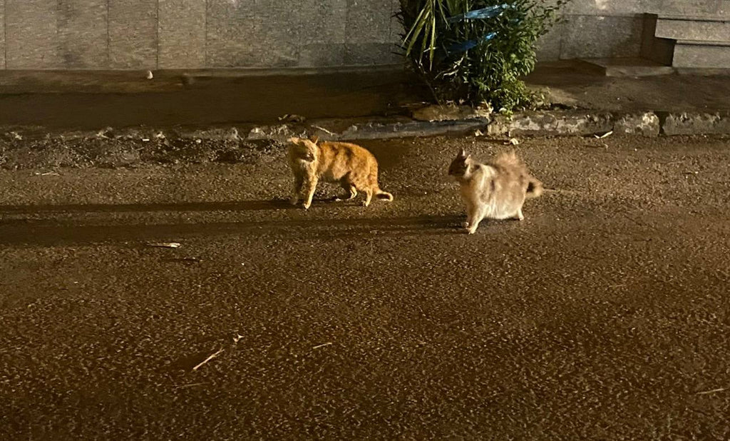 Supporting the Recovery of Sick Stray Cats