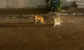Supporting the Recovery of Sick Stray Cats