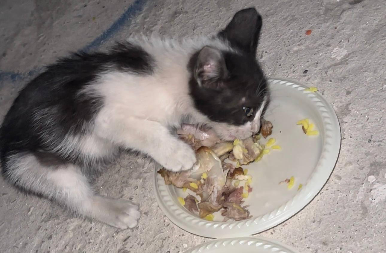 Supporting the Recovery of Sick Stray Cats